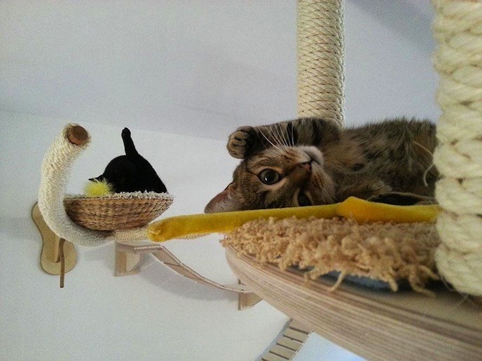 http://www.demotivateur.fr/images-buzz/08cat-playground.jpg