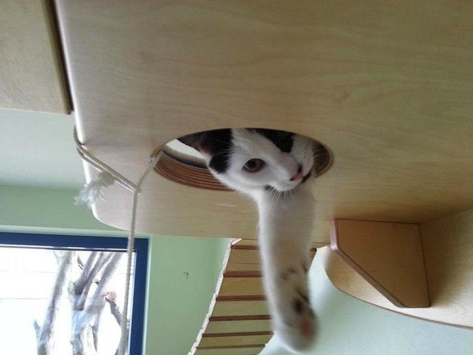 http://www.demotivateur.fr/images-buzz/09cat-playground.jpg