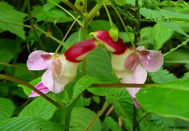 Dincroyables Fleurs Qui Ressemblent Autre Chose Que Des Fleurs