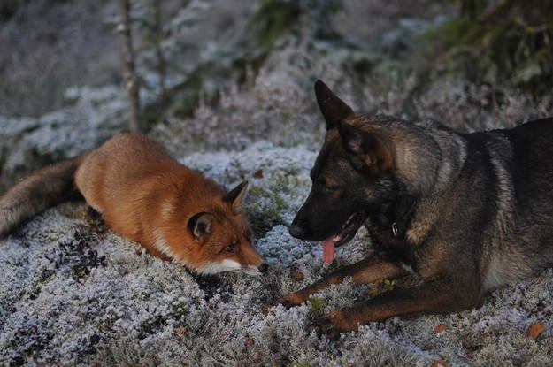 rencontre entre propriétaire de chiens