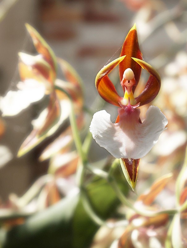 Dincroyables fleurs qui ressemblent à autre chose que des fleurs