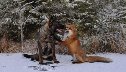 rencontre entre propriétaire de chiens