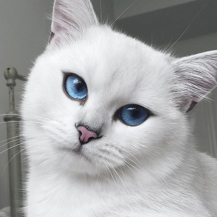 Картинки по запросу "порода белых кошек с голубыми глазами"