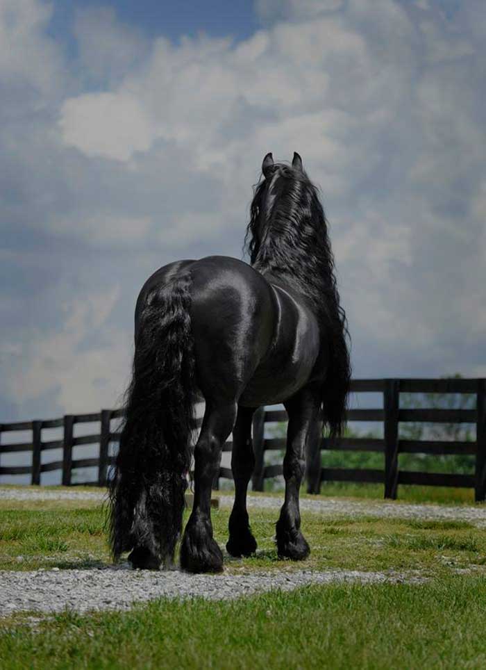 Ce frison est le cheval le plus beau du monde. Les photos sont