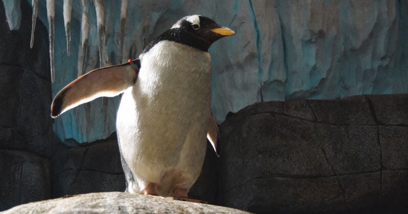 Histoire drôle : l'homme, le policier et le pingouin : Images drôles