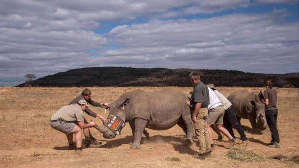 Ils rendent les cornes des rhinocéros radioactives pour les protéger des braconniers
