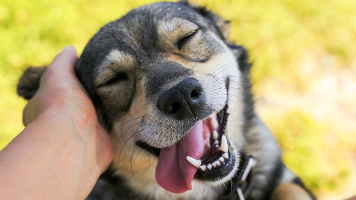 Une chienne âgée trouve enfin une famille aimante onze ans après son arrivée au refuge