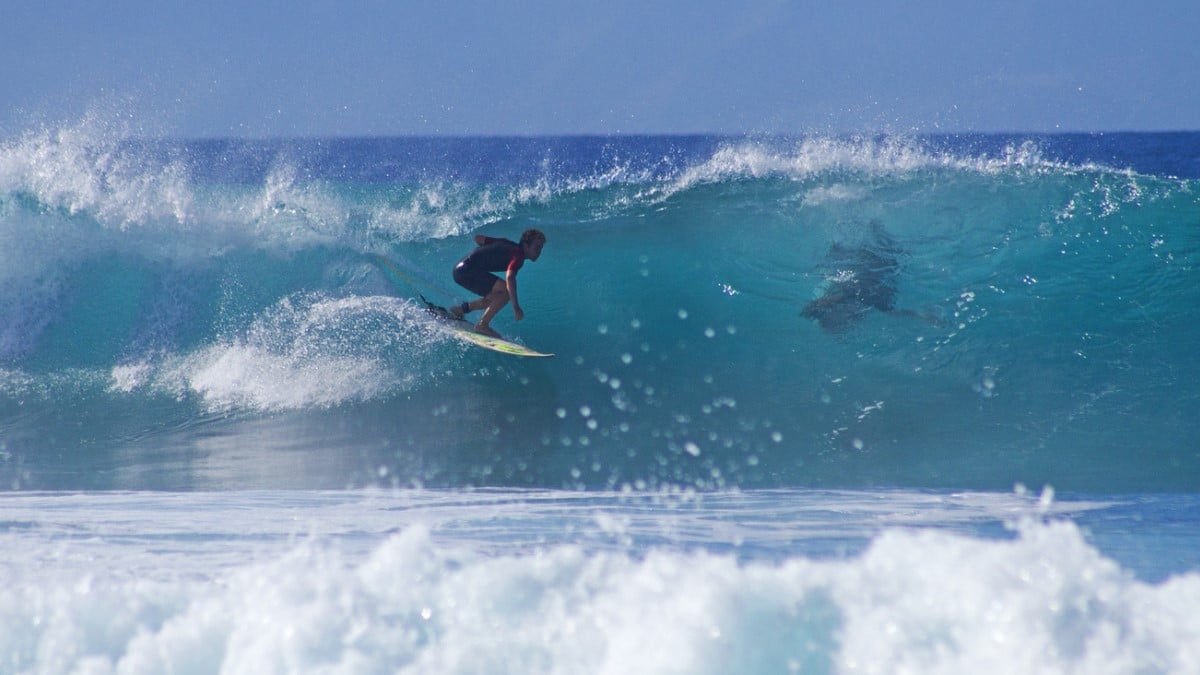 Un surfeur se fait arracher la jambe par un requin et ne doit sa survie qu'à son incroyable réflexe