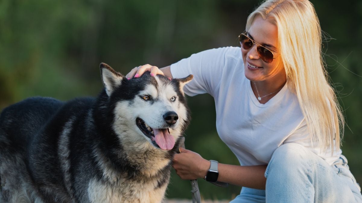 «J'ai crié, qui a tué mon chien ?» : lors d'une promenade, un chien-loup abattu par un chasseur sous les yeux de sa maîtresse