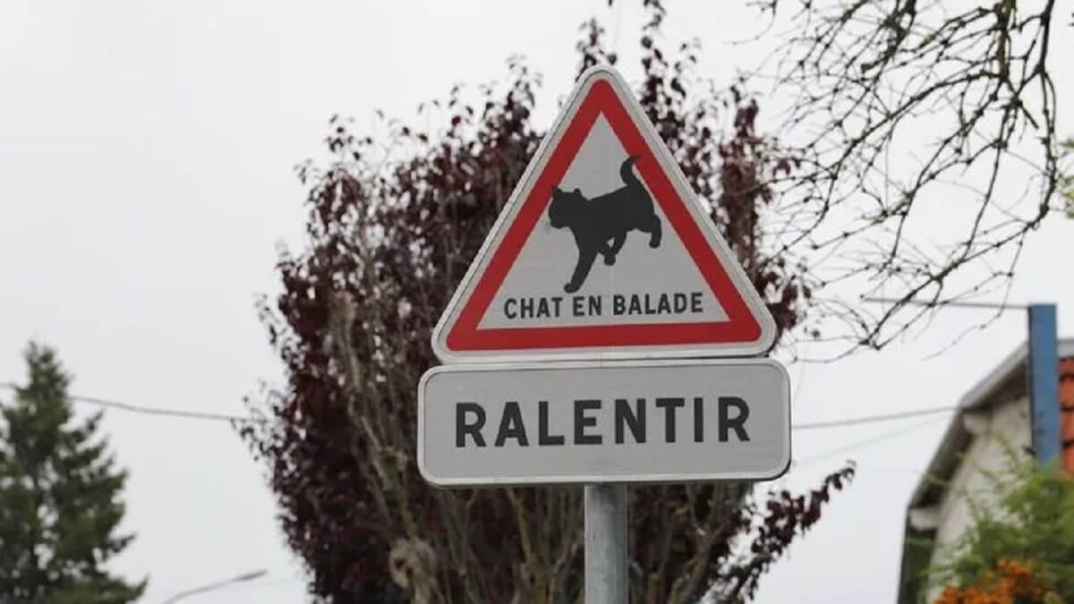 Que signifient ces nouveaux panneaux de signalisation avec des chats présents dans plusieurs villes de France ?