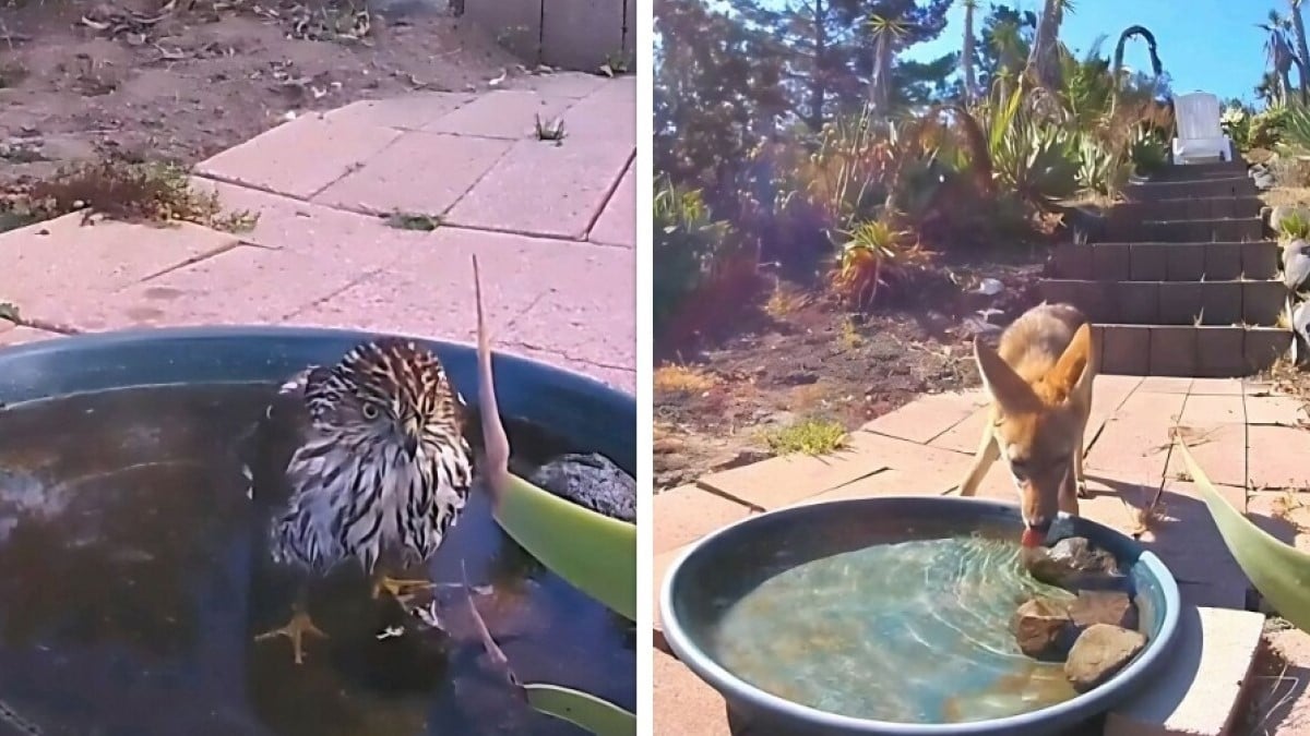 Elle installe une caméra sur la fontaine de son jardin et partage d'adorables photos des animaux qui lui rendent visite