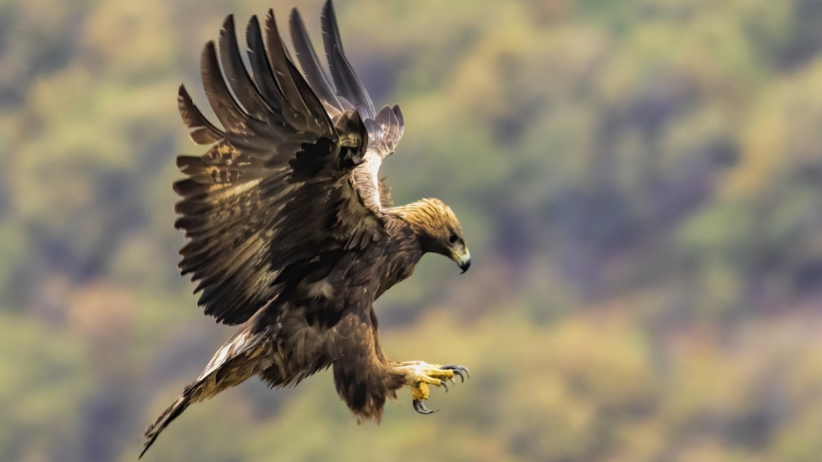 Un aigle royal s'apprêtant à attaquer sa proie 