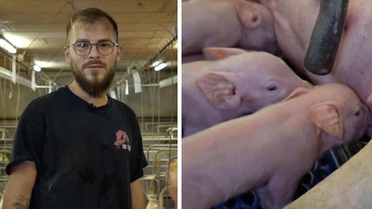 Amoureux des animaux, Jérémy est agent d'élevage porcin et brise les clichés sur son métier pas comme les autres