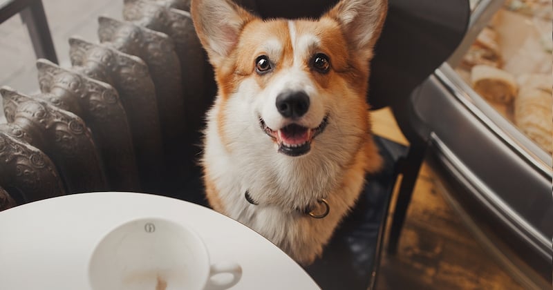 Les chiens peuvent désormais boire des cocktails dans ce bar !