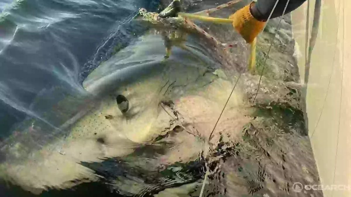 Le plus gros requin blanc jamais enregistré dans l'océan Atlantique a été découvert par des scientifiques