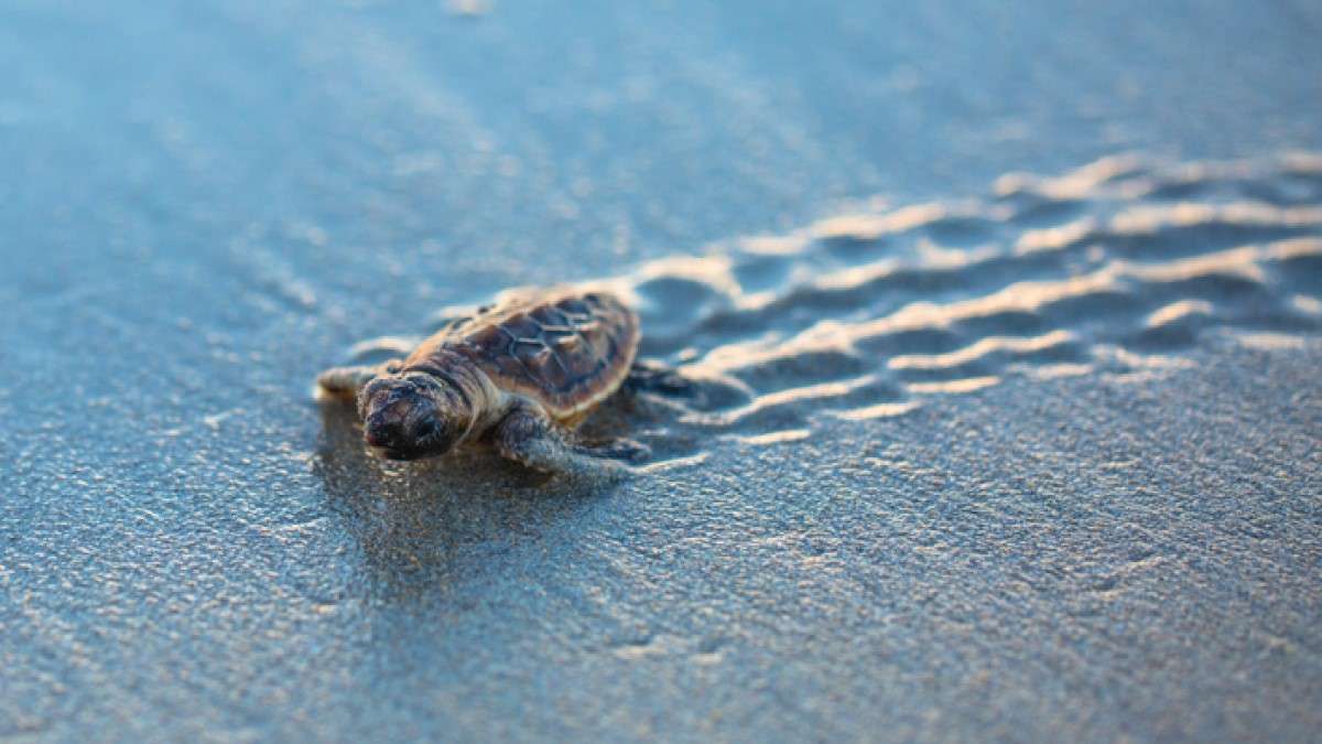 Une petite tortue rejoint la mer