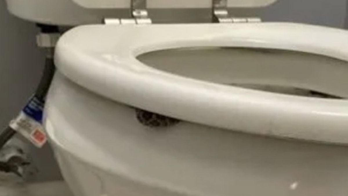 Elle va aux toilettes en pleine nuit et se fait mordre par un serpent qui était caché... à l'intérieur