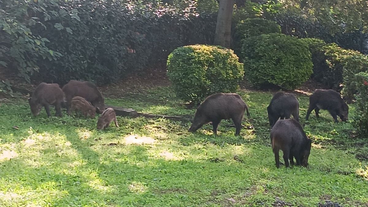 Les sangliers dans le parc de la crèche