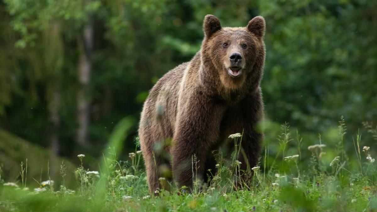 Un ours brun