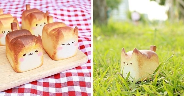 Vous avez peur d'adopter un chat ? Adoptez une BRIOCHE-chat !