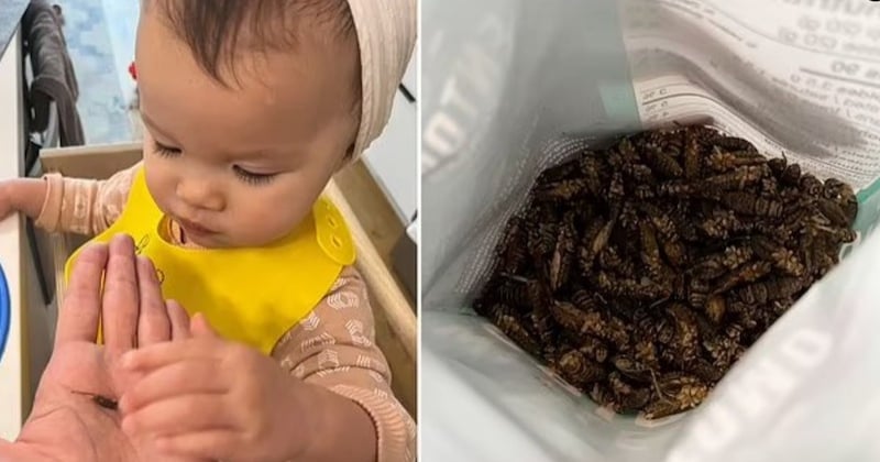 Cette maman donne des insectes à manger à sa fille de 18 mois pour une raison précise