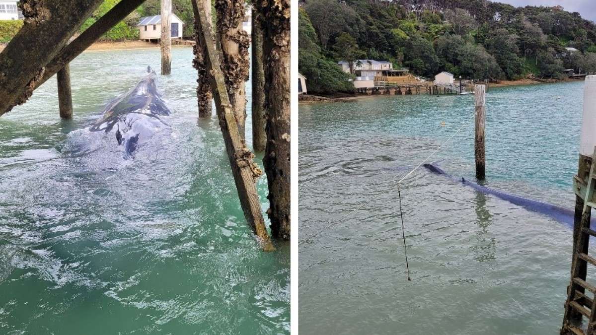 La baleine coincée sous le quai