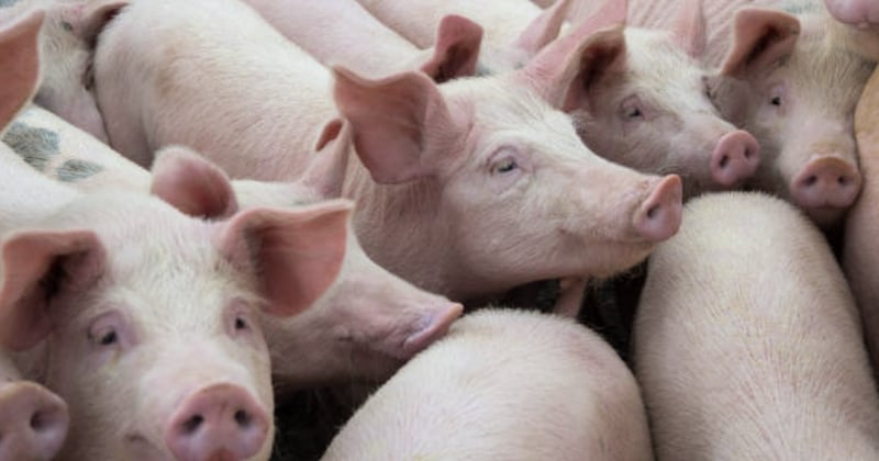 États-Unis : des chercheurs réactivent des cellules dans 32 cerveaux... de porcs morts