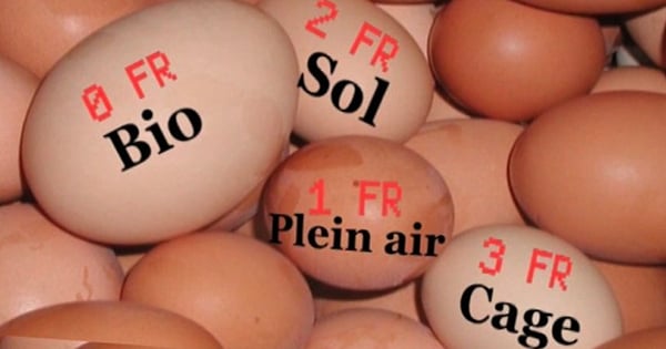 Monoprix arrête de vendre des oeufs de poules élevées en cage : apprenez à bien les choisir en supermarché