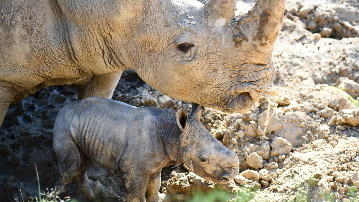 Un rhinocéros blanc est né à Montpellier, une bonne nouvelle pour l'espèce menacée 