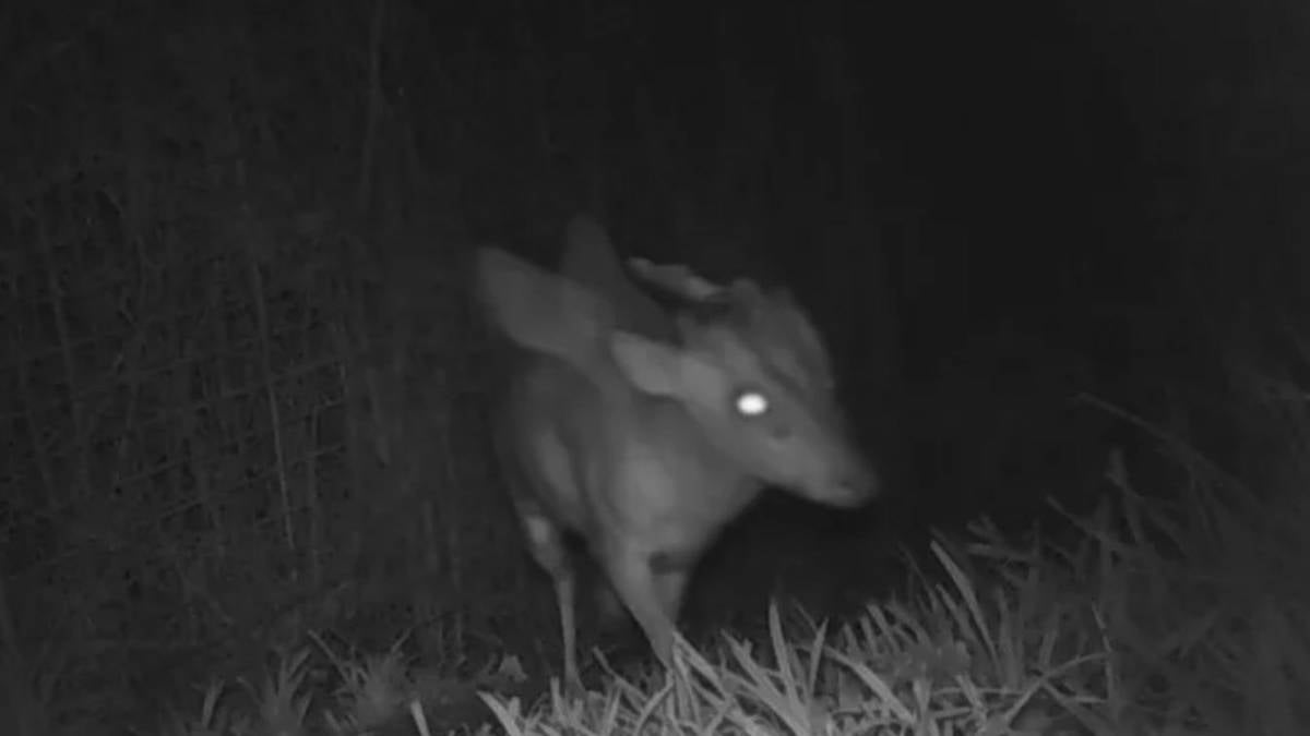 Une étrange créature ailée et cornue photographiée par les caméras de surveillance d'un zoo