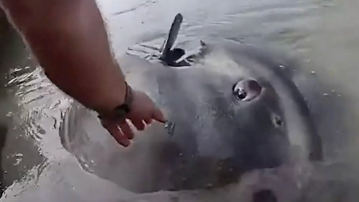 Deux policiers secourent un poisson de 2 267 kg, le plus lourd du monde, échoué sur une plage