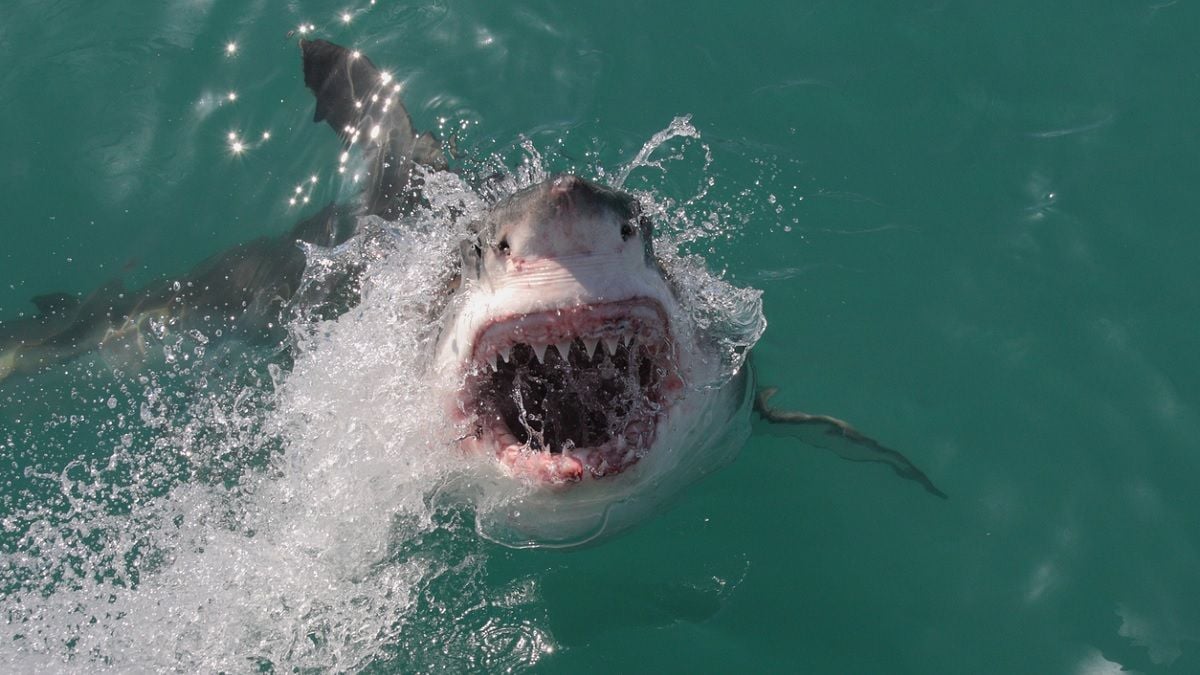 Une touriste se fait manger les deux mains par un requin qu'elle tentait de photographier