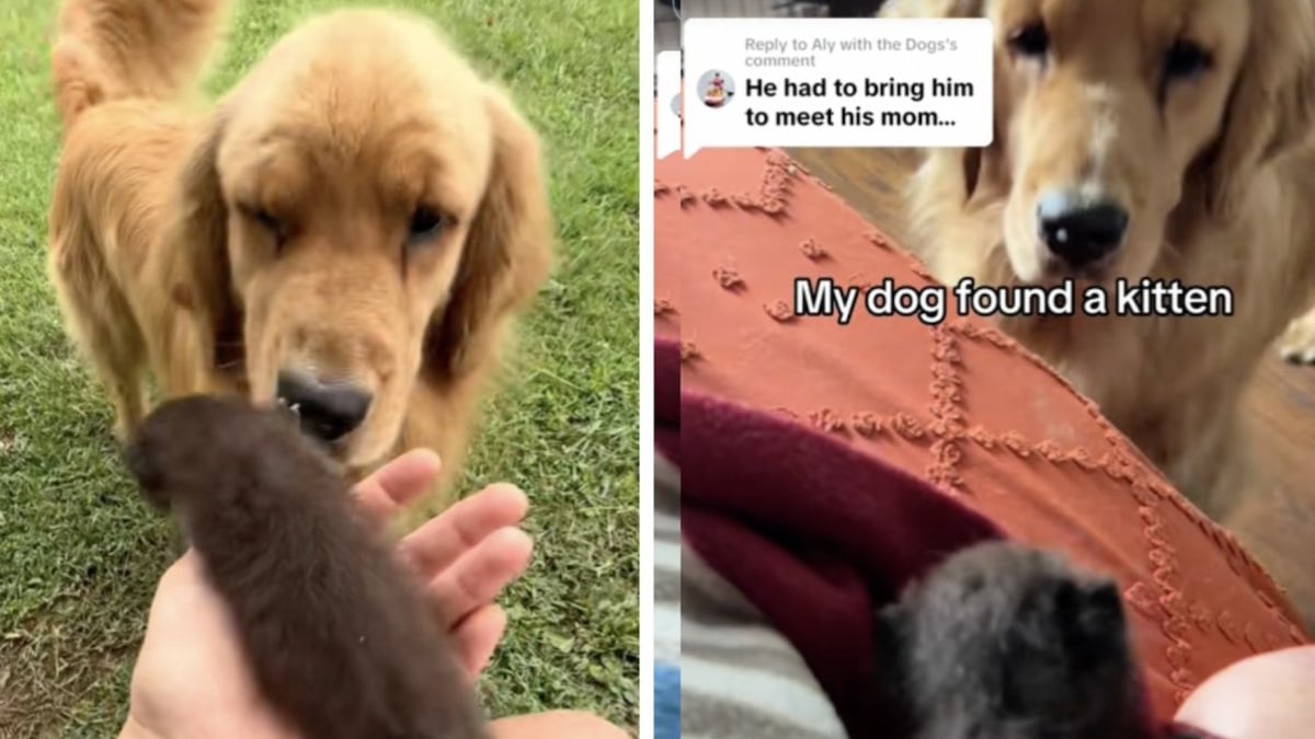 L'incroyable amitié entre ce golden retriever et ce minuscule chaton va faire fondre votre cœur 