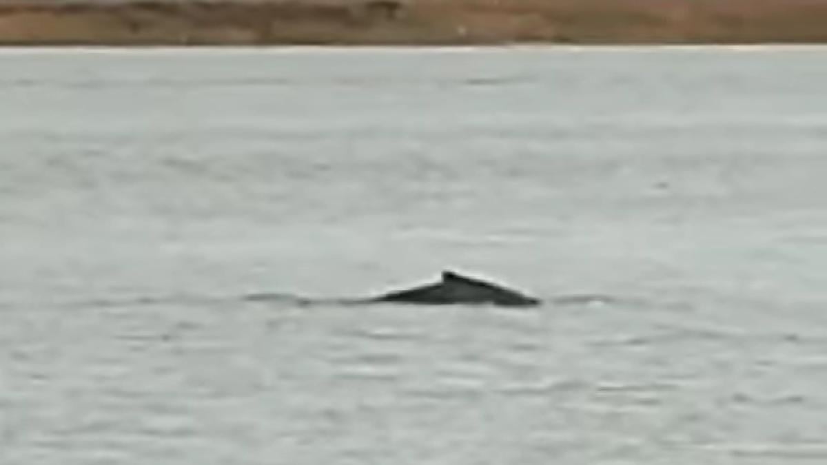 La baleine à bosse dans la Seine