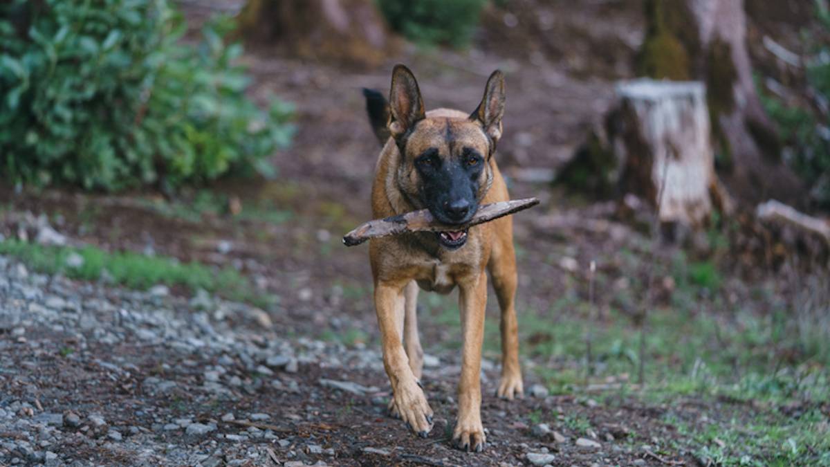 Un berger malinois