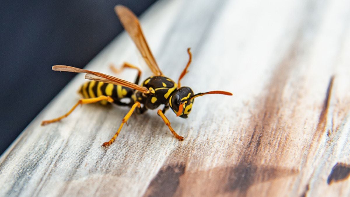 Une guêpe posée su une table de bois