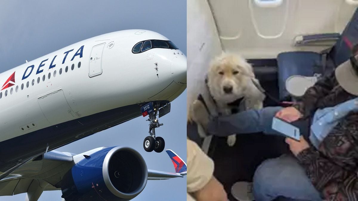 « Une blague absolue » : ce passager d'un avion expulsé pour laisser sa place à... un chien