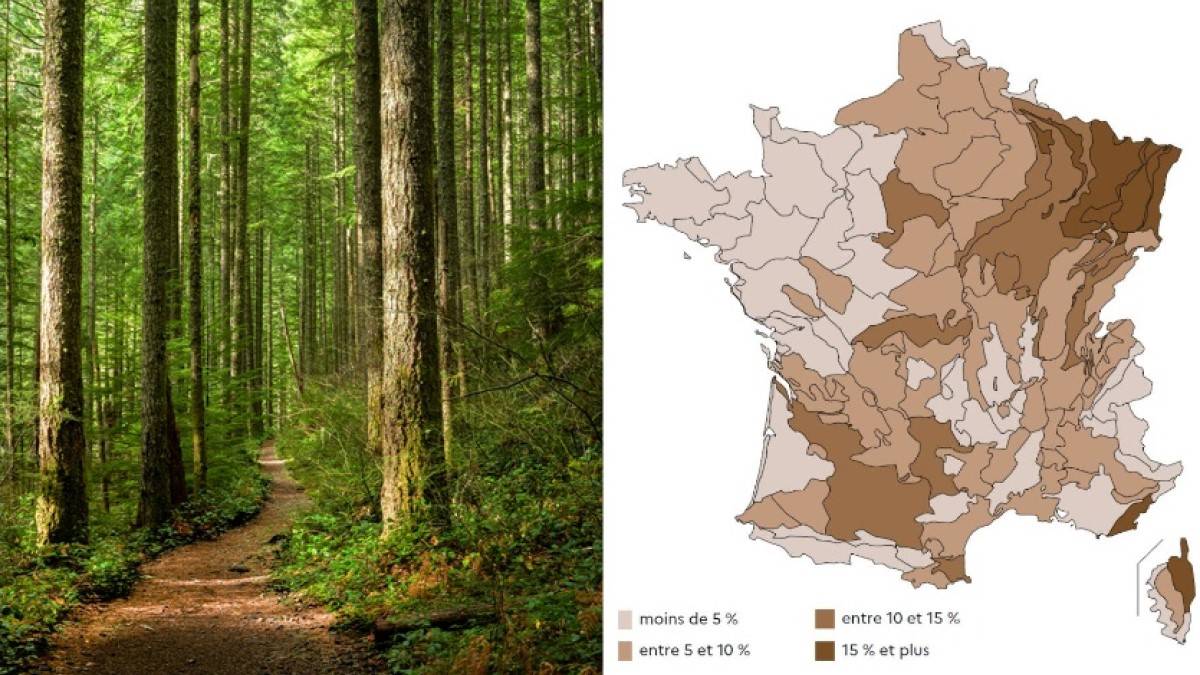 Voici les régions de France où les arbres sont le plus en mauvaise santé, selon cette carte inquiétante