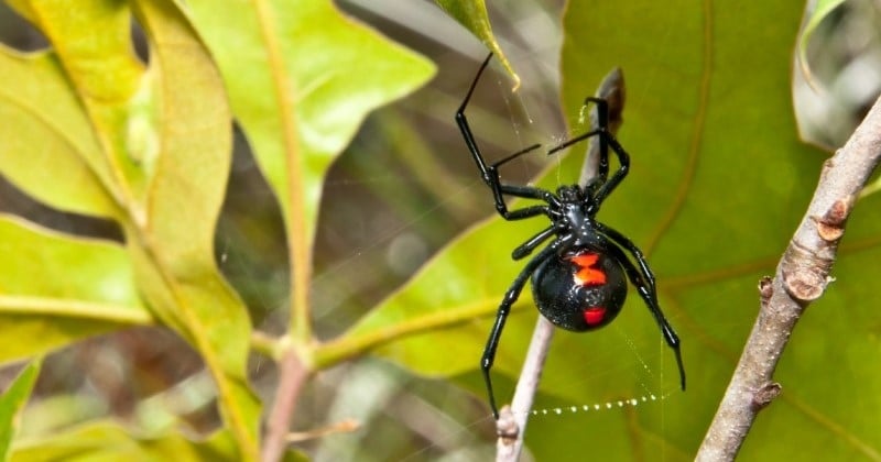 Les 7 insectes les plus dangereux en France