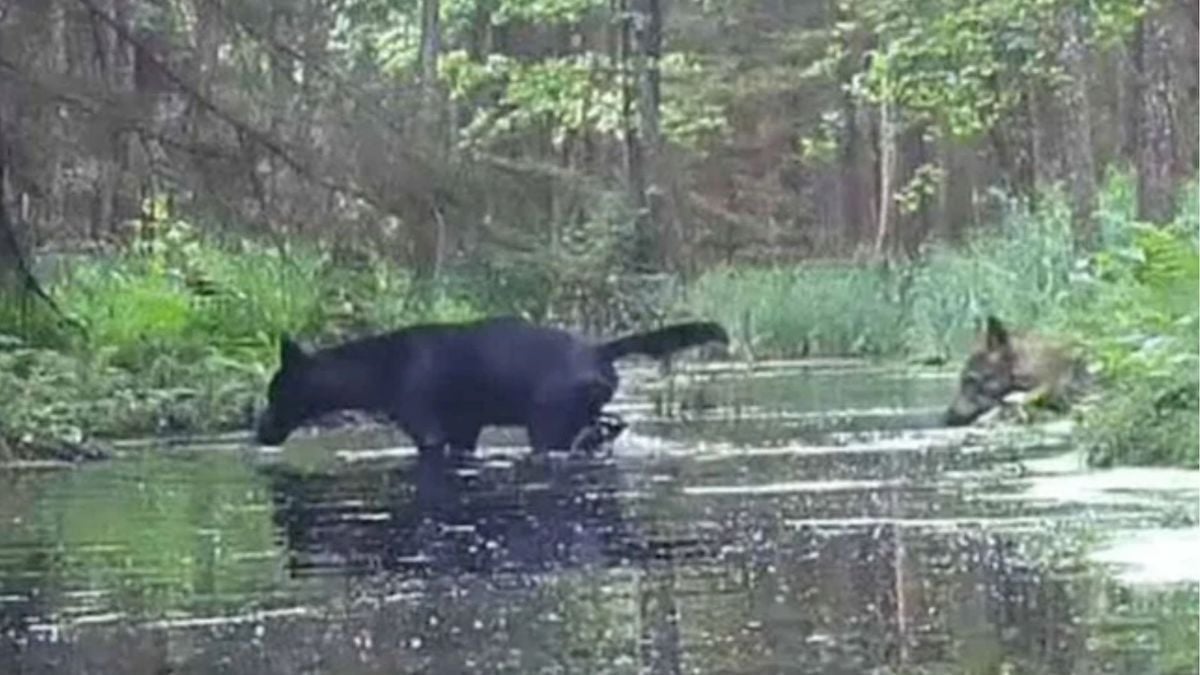 Des loups noirs, espèce très rare en Europe, filmés en Pologne