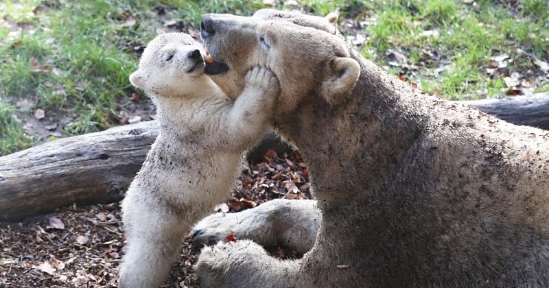 Première sortie pour la jeune oursonne Kara au parc zoologique de Mulhouse	