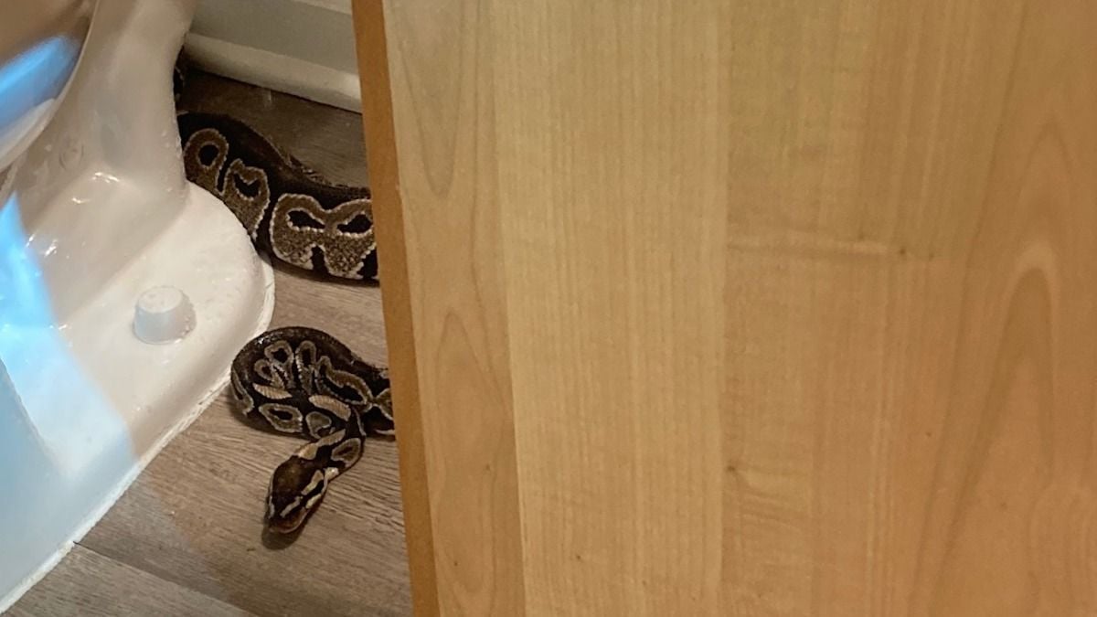 Un python caché dans les toilettes