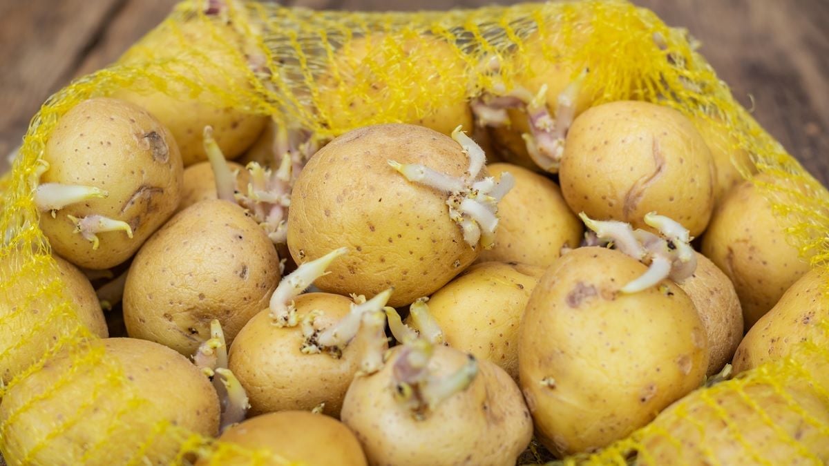 Cette astuce de grand-mère est indispensable pour empêcher vos pommes de terre de germer