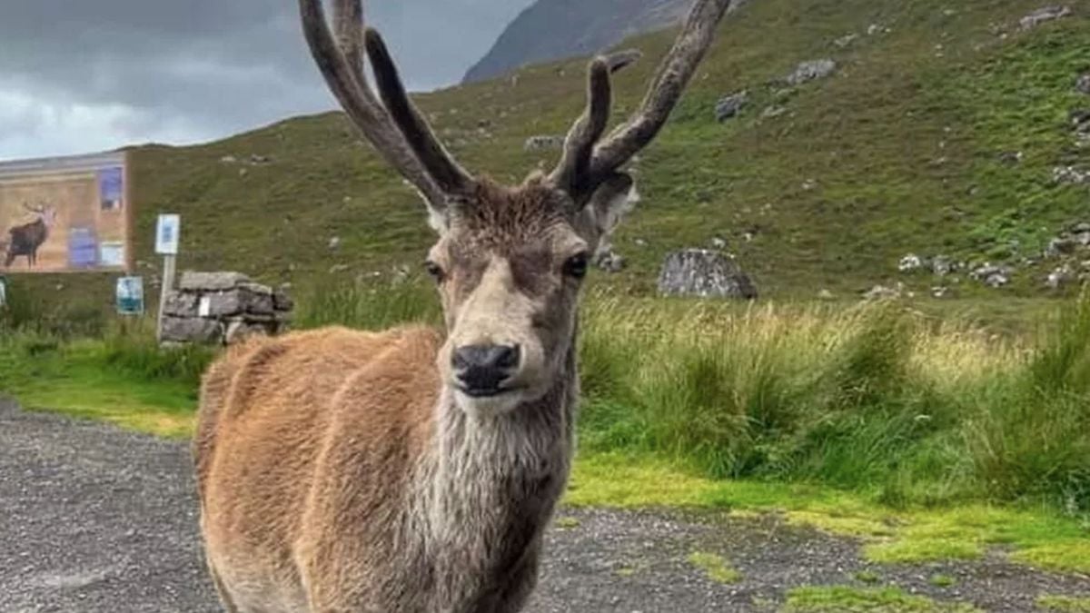 À cause des touristes, le cerf le plus célèbre d'Écosse a dû être euthanasié