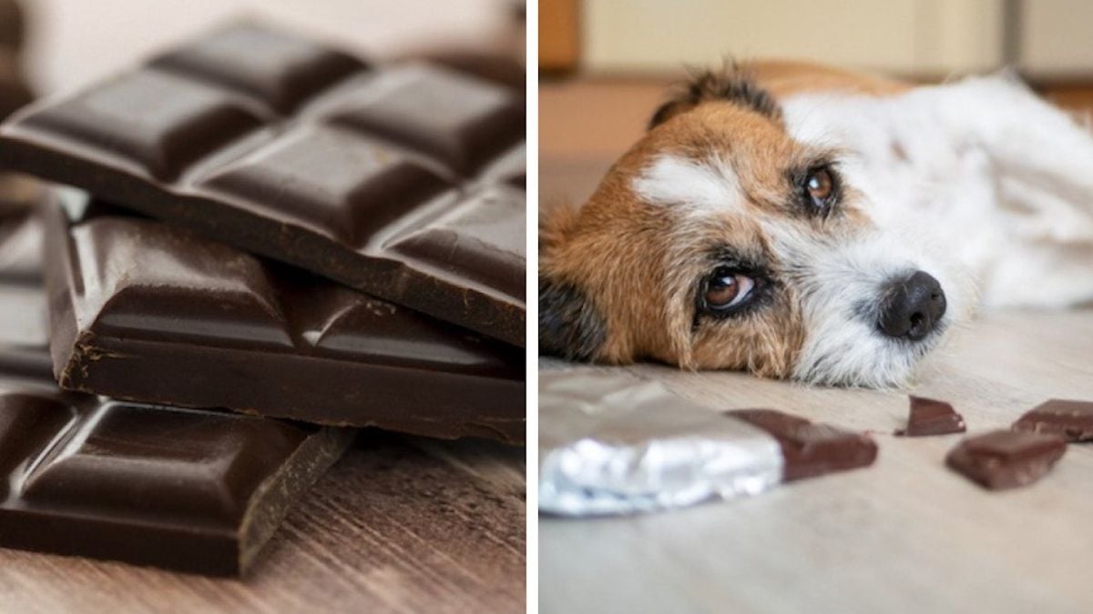 Noël : voici la quantité de chocolat qui peut s'avérer dangereuse pour votre chien 