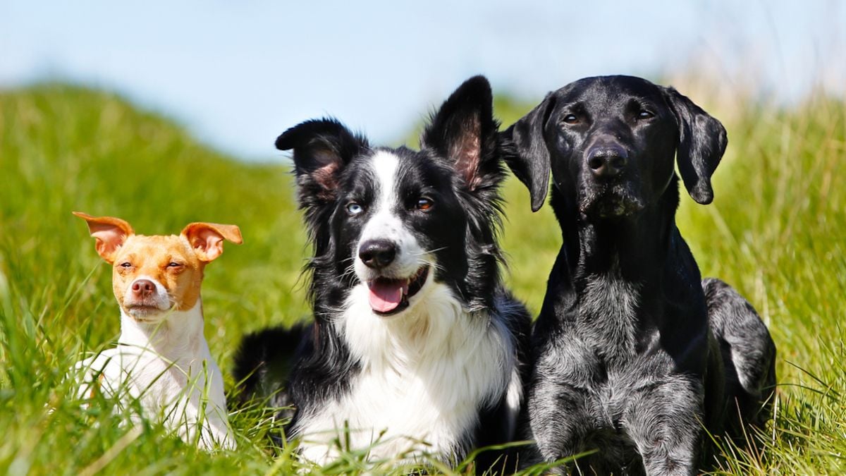  Voici la race de chien préférée des Français en 2024 