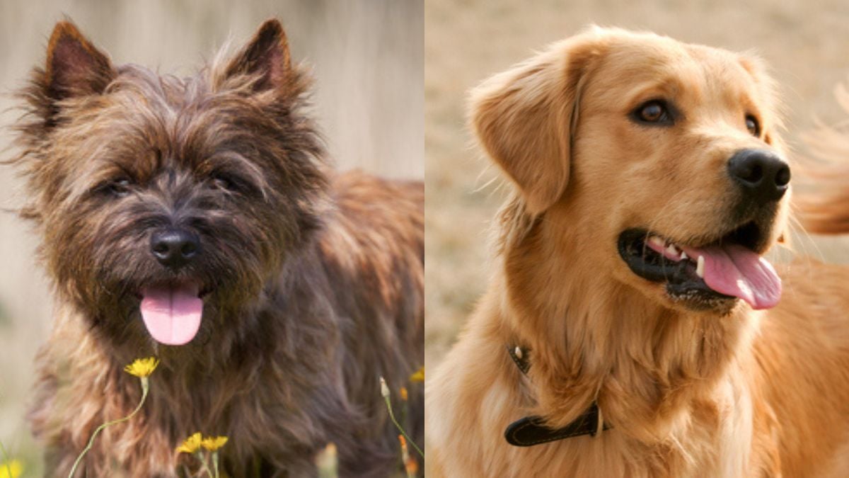 Voici le chien le plus beau du monde selon une étude (et ce n'est pas celui que vous croyez)