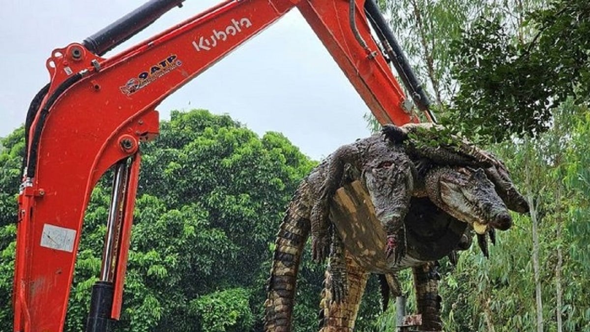 des cadavres de crocodiles du Siam ramassés à la pelleteuse