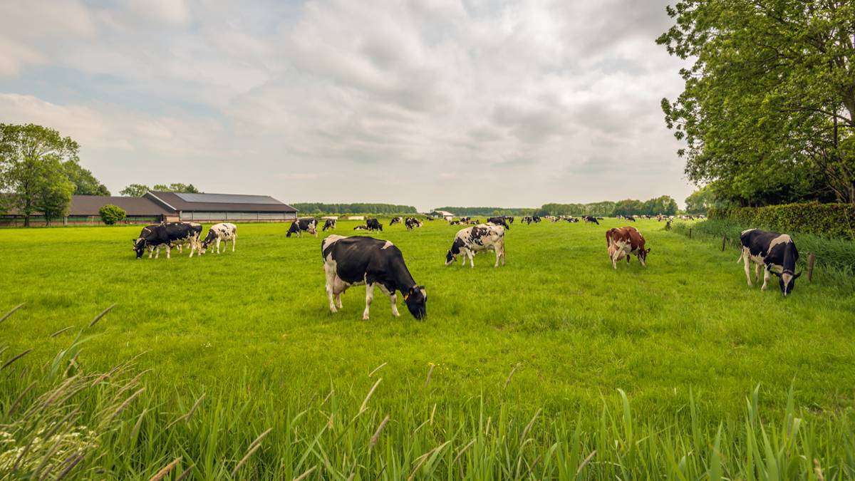 Dordogne : un agriculteur découvre un trésor exceptionnel enterré sous ses pâturages