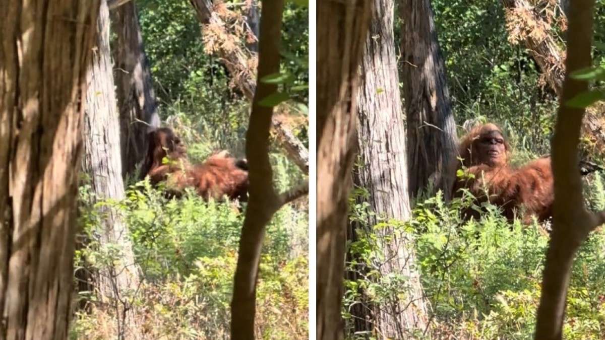 Le Bigfoot filmé par un randonneur qui affirme avoir vécu « le moment le plus terrifiant de sa vie »